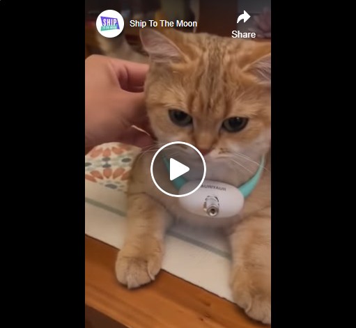 Automatic Laser Cat Toy Collar - Dropshipping Pet Products